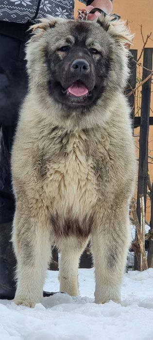 Femela ciobanesc caucazian