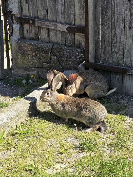 Iepurași de vanzare (marele German)