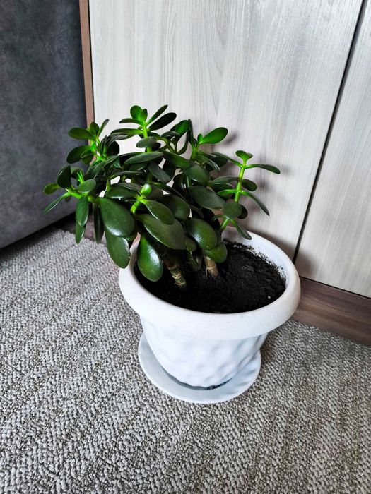 Продам живое дерево