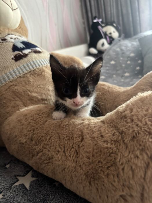 Котята мальчики 1 месяц и неделя.