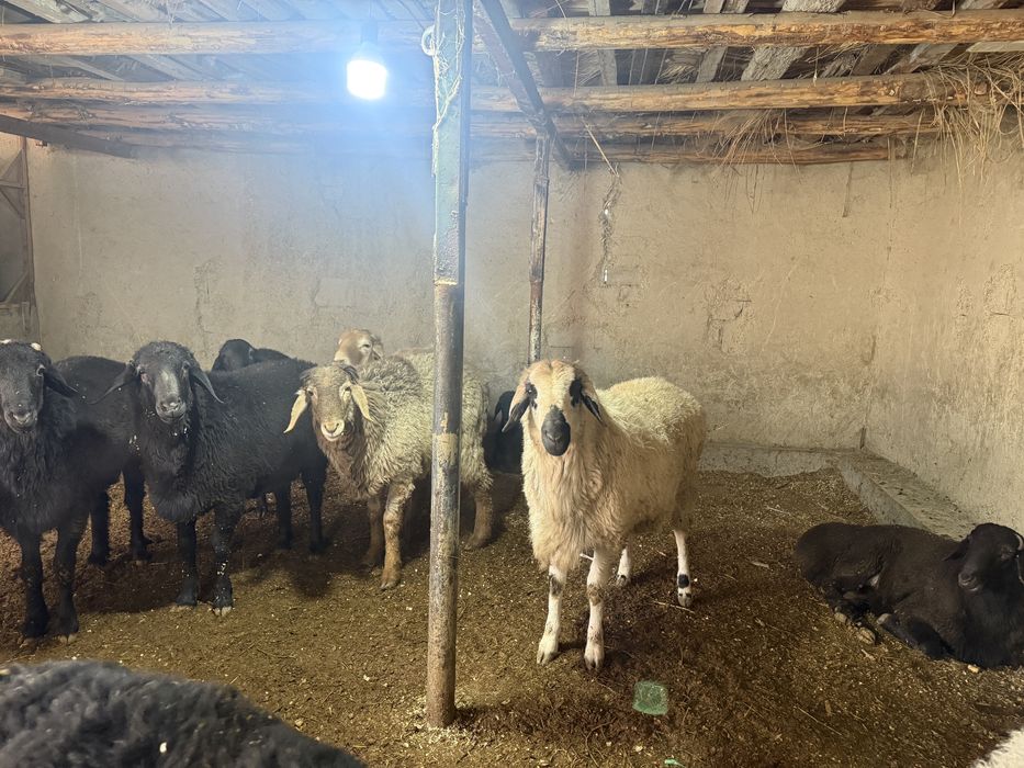 Qochqorlar sotiladi tirik vazm 75 000mingadan