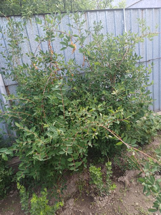 Продаю камчатскую жимолость