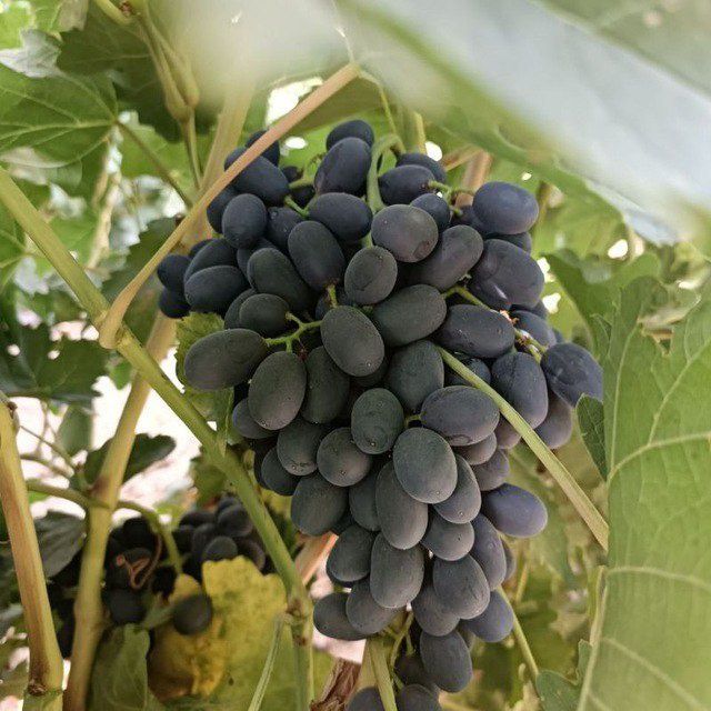 Uzum koʻchatlari sotiladi