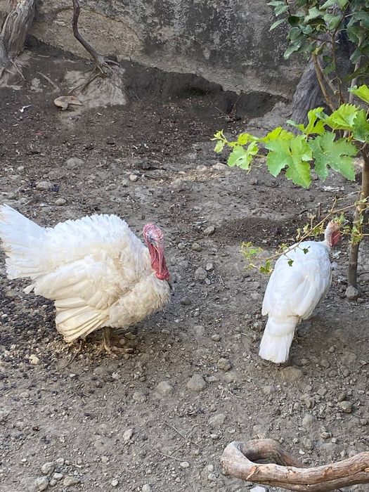 Эркак куркалар сотилади