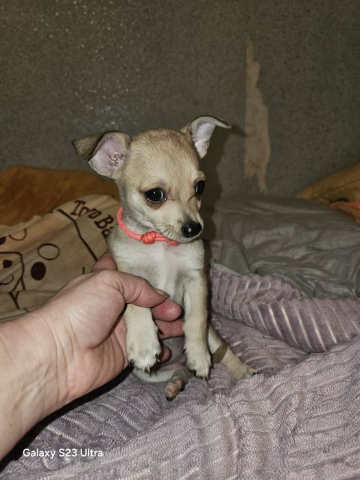 Девчушка чихуахуа стандарт