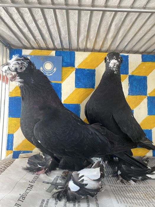 Выводы 2025г по старопородным