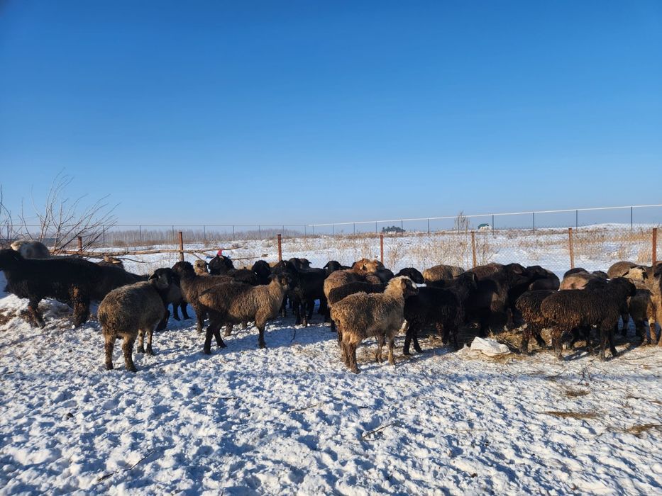 Оптом кошкарлар  сатылады семыз
