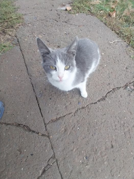 Заберите котят / кот