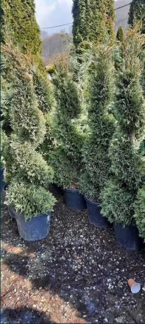 Plante Decorative Oriunde in tara!