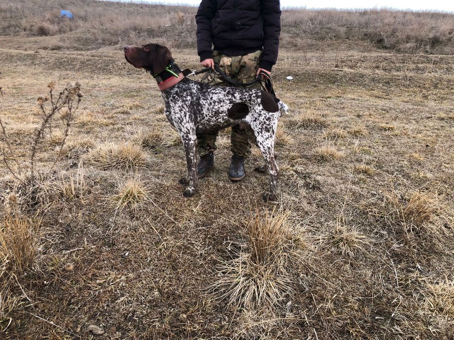 Пролам курцхаара