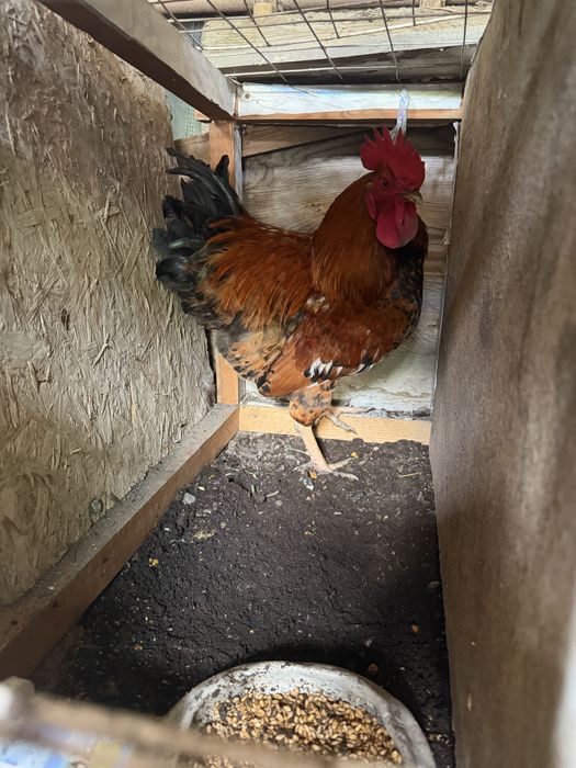 Продам петухов Кучинские