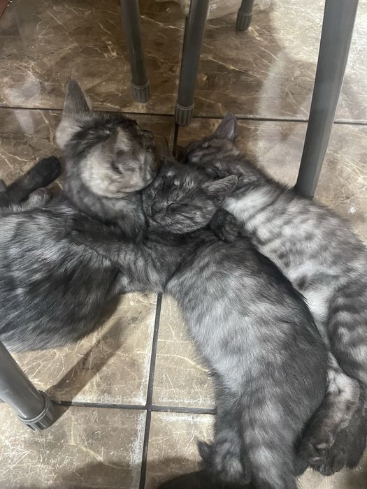 Скотиш страйт котята