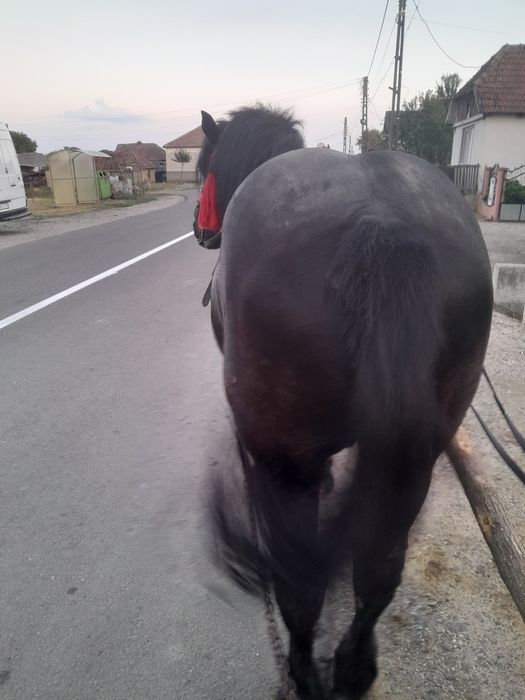 Semi greu romanesc