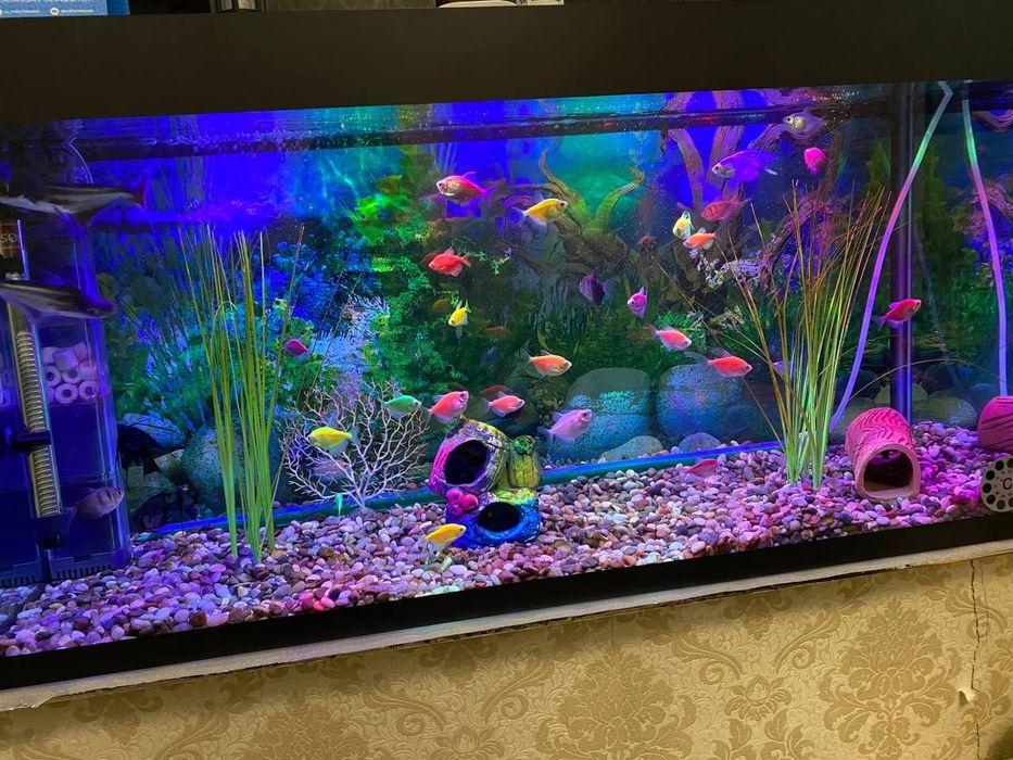 Srochna kimga qiziq bosa arzon vashe Akvarium sotiladi ishlab turgan