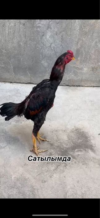 Наябрскии шөже сатылады