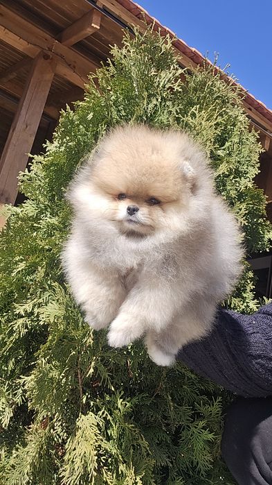 Мини Померан момиче