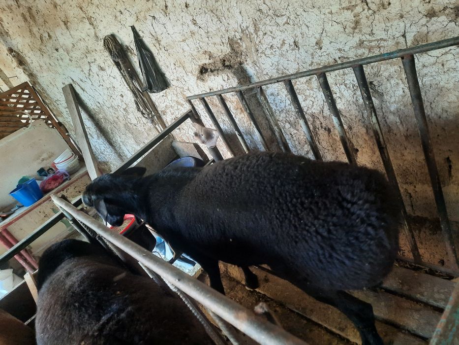 Qurbonlikga qo'chqor sotiladi