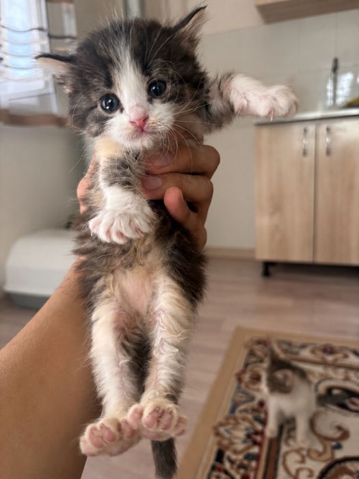 Отдам котят в добрые руки!