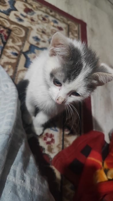 Отдам котят (мальчики)