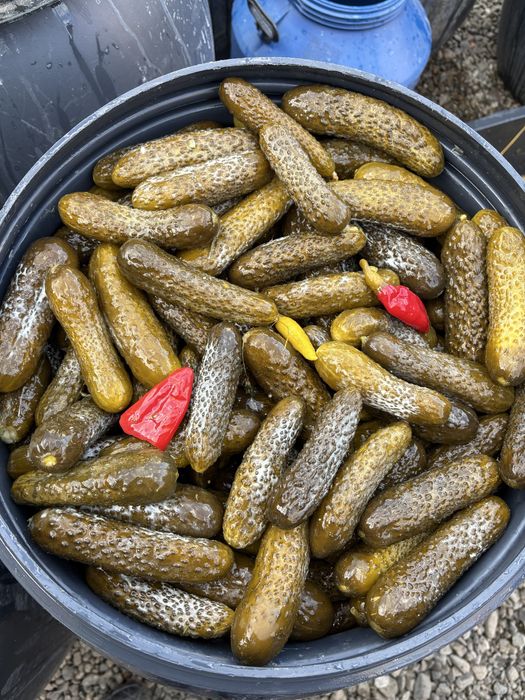 varza,castraveti murati