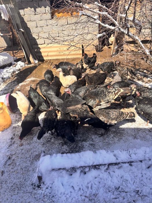 Индюки самки продаю