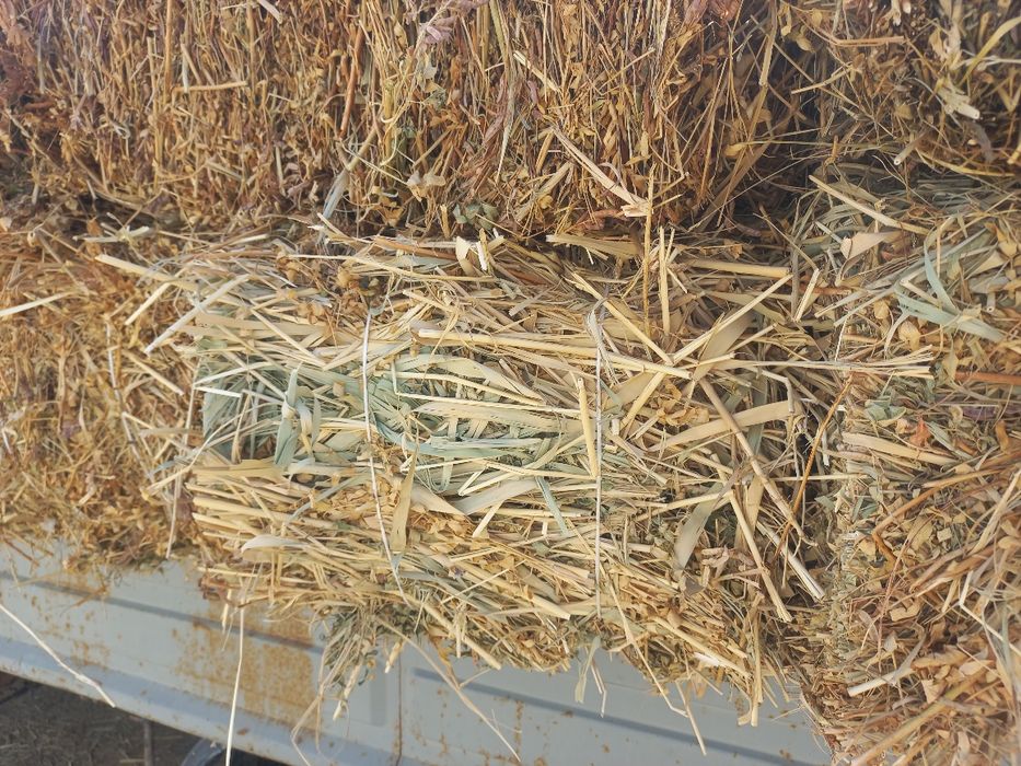 Сабан қамыс прес жоңышқа