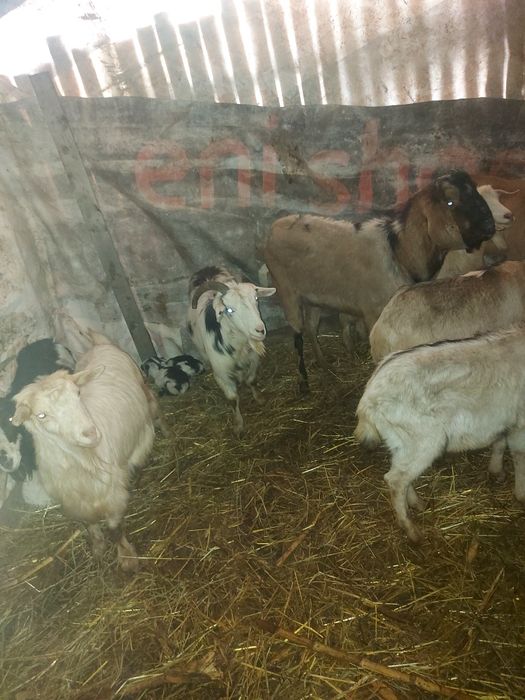 Vând capre tinere  sau schimb cu vaca