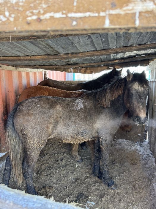 Продается тай, кунан