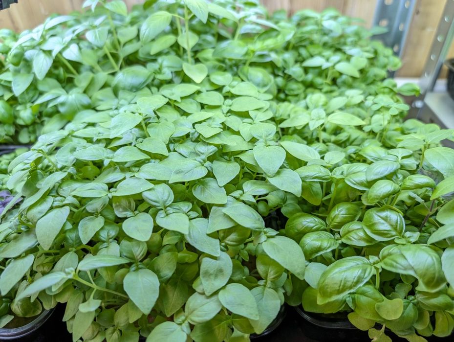 Микрозелень лучшего качества