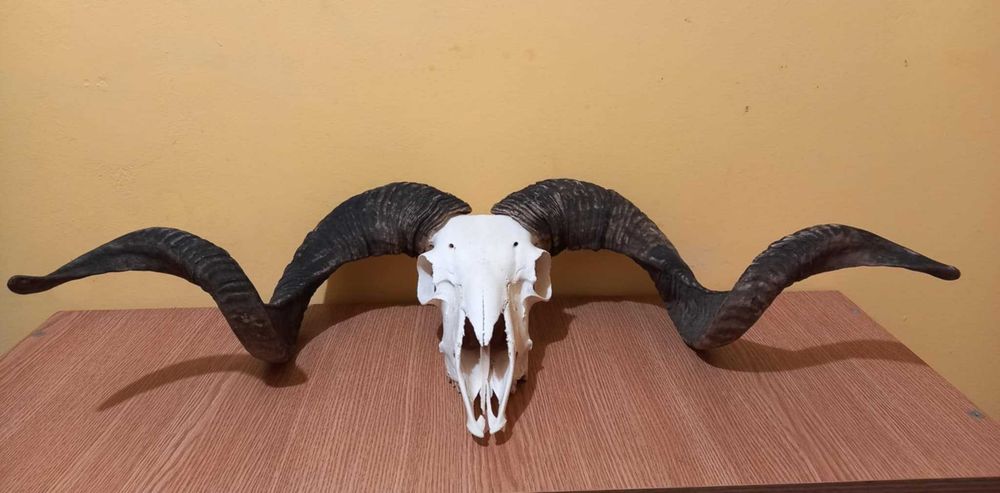 trofeu.trofee.craniu.coarne de berbec urias cu coarne negre