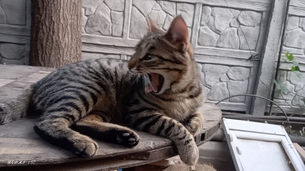 Молодой котик БЕСПЛАТНО