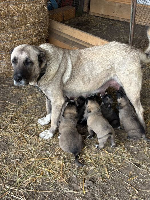 Puiuti kangal de vanzare