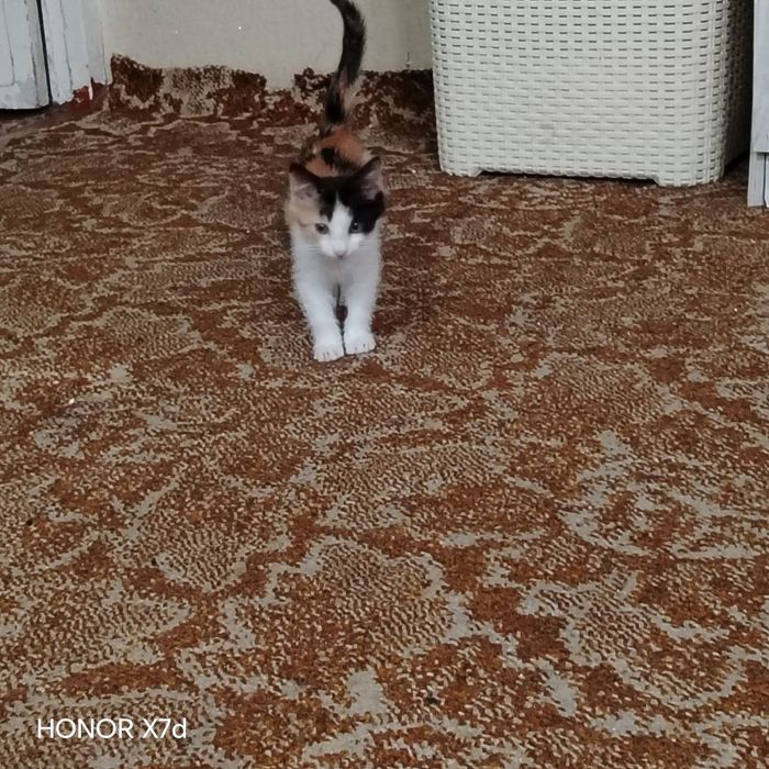В добрые руки котенок девочка 2 месяца