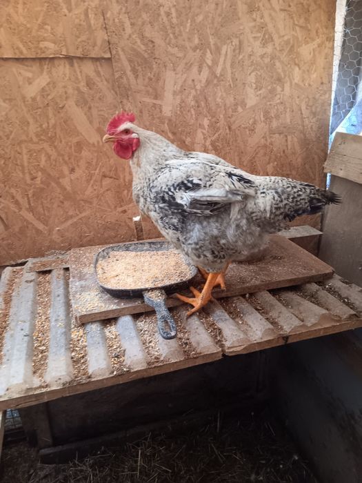 Cocosi Monaco Agroland