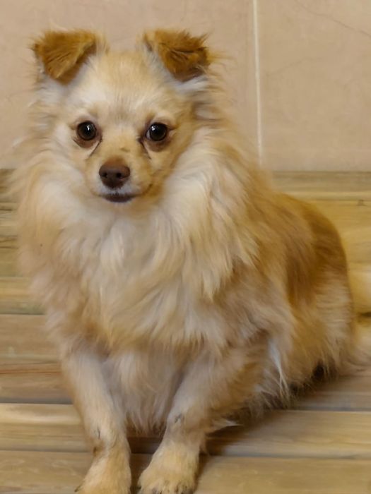 Шпиц  мальчик кремового окраса