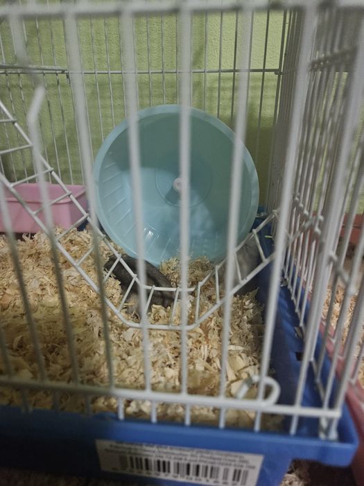 Vând hamsteri maro albi foarte frumosi
