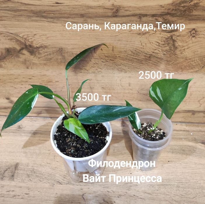 Антуриум,филодендрон