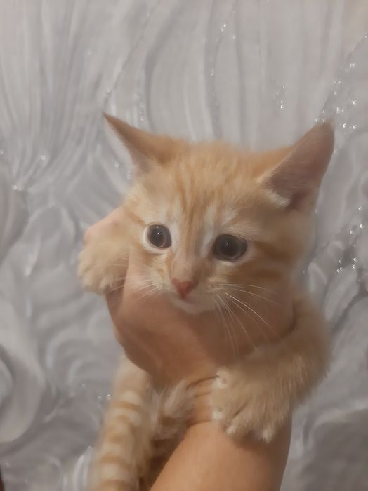 Отдам котят в хорошие руки