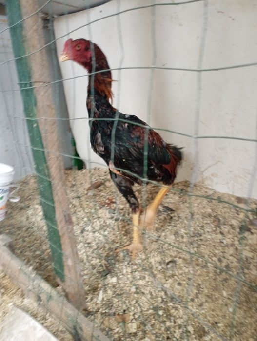 Дакан бойцовский