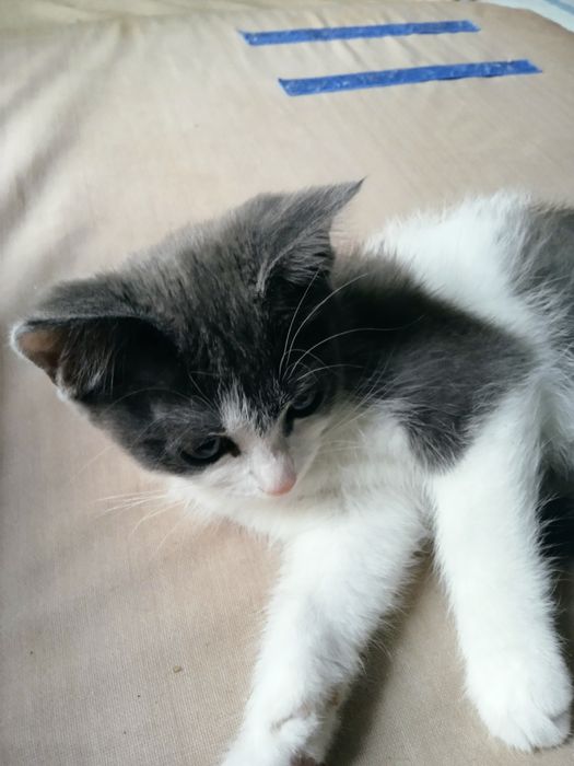 Одам котонка девочка