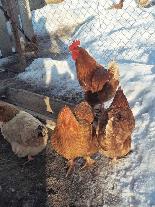 Vand cocoș tânăr de țara