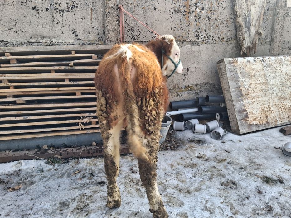 Продам бычка симментал