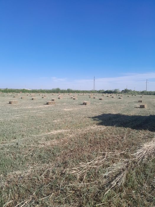 Piresss sotitadi narxi qulay  soniga qarab kelishiladi