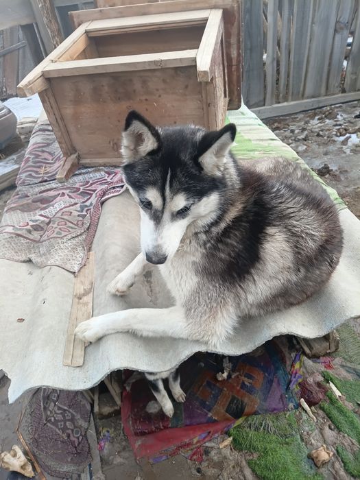 Отдам в хорошие руки хаски