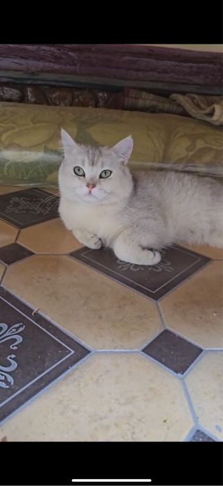 Вязка шиншила читое парода