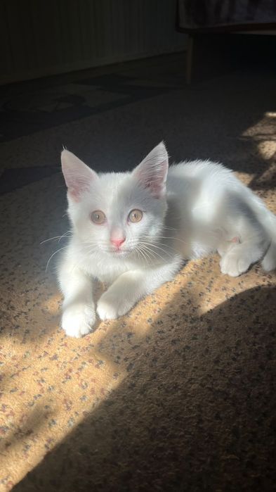 Отдам в добрые руки котенок белый