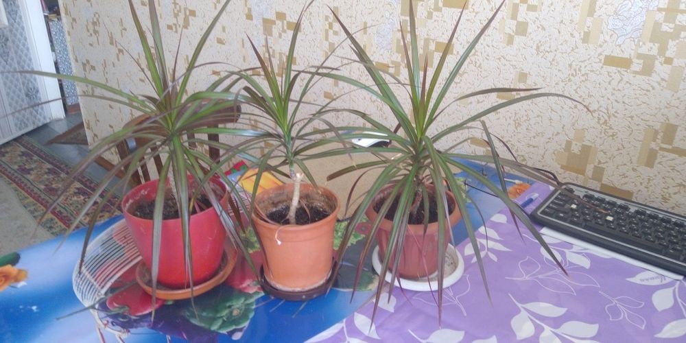 Разные Комнатные Растения.