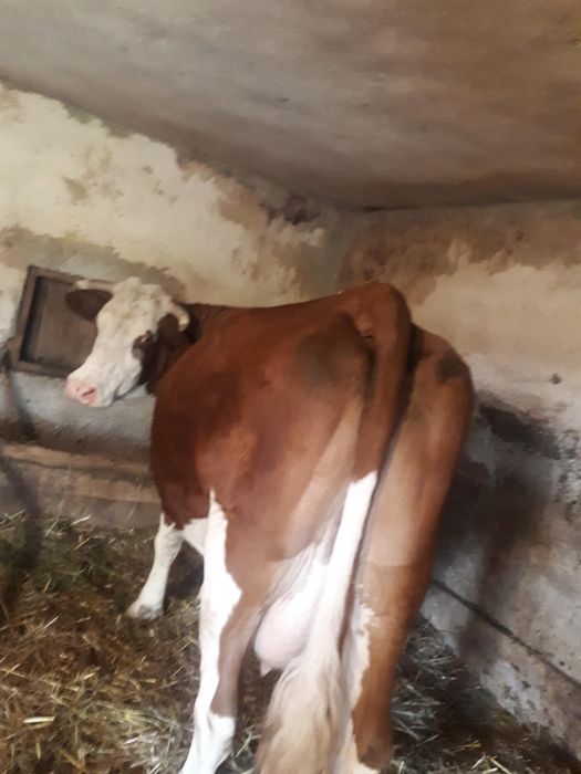Vaca si vitica de vanzare
