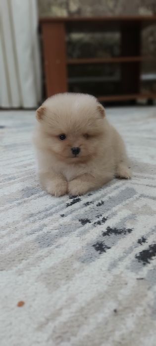 Кремовый мальчик шпиц