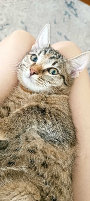 Отдам котят добрым людям